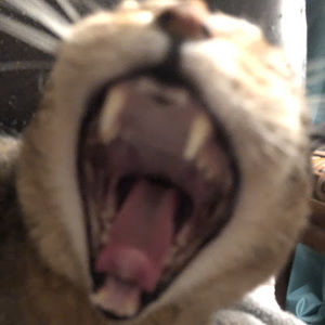 Meet your Posher, Harley